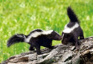 Obrázek z Pohlednice 3D 16cm - skunk 
